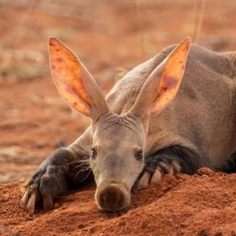 an aardvark